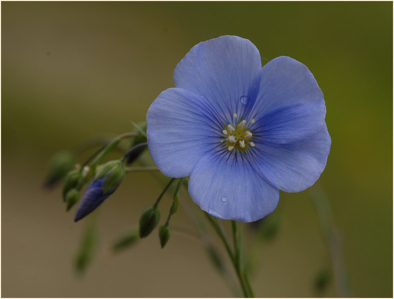 Lein (Linum)