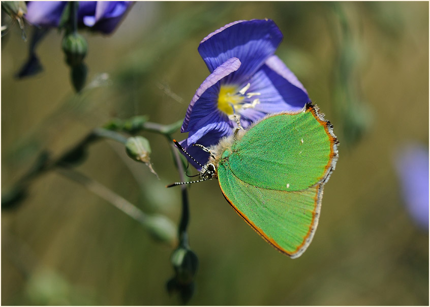 Lein (Linum)