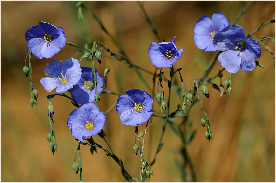 Lein (Linum)