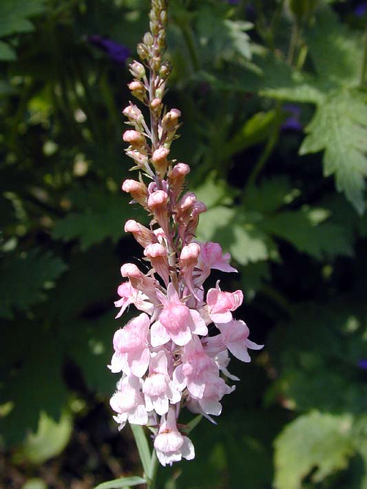 Leinkraut (Linaria)