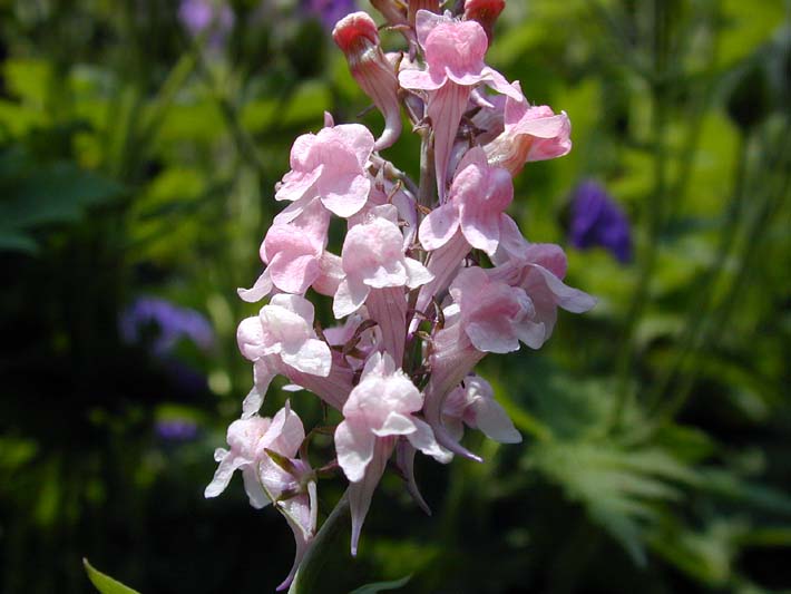 Leinkraut (Linaria)
