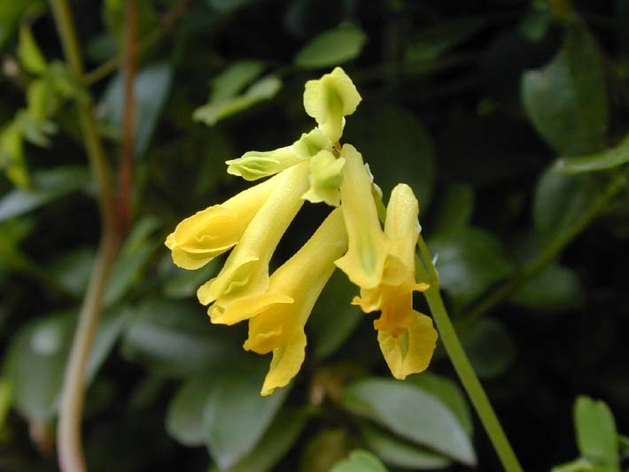 Lerchensporn (Corydalis lutea)