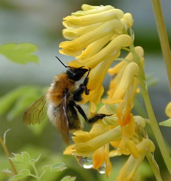 Lerchensporn (Corydalis lutea)