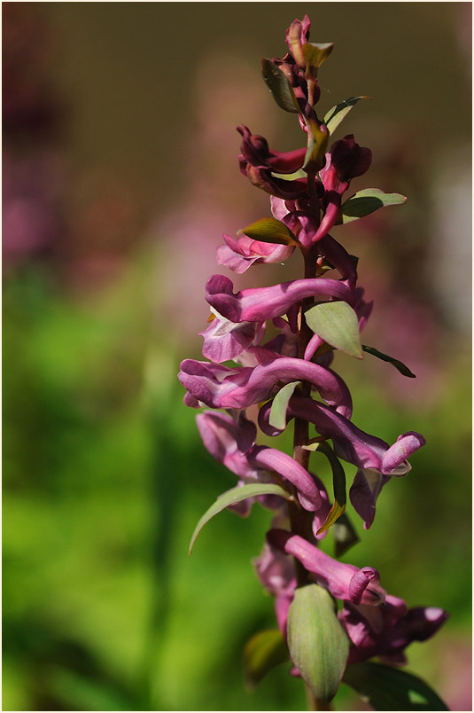 Hohler Lerchensporn (Corydalis cava)