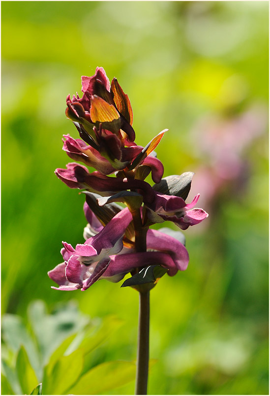 Hohler Lerchensporn (Corydalis cava)