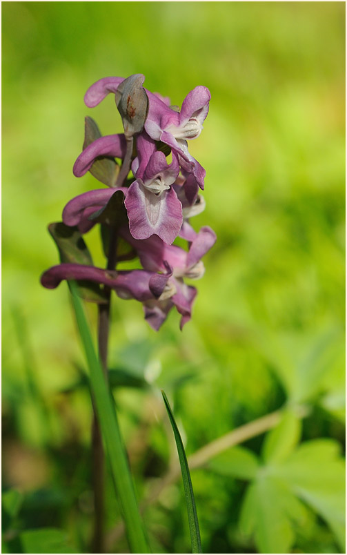 Hohler Lerchensporn (Corydalis cava)