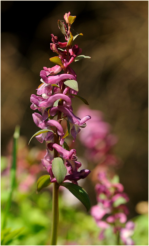 Hohler Lerchensporn (Corydalis cava)