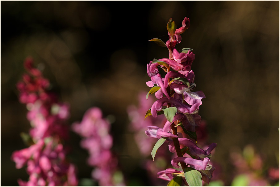 Hohler Lerchensporn (Corydalis cava)