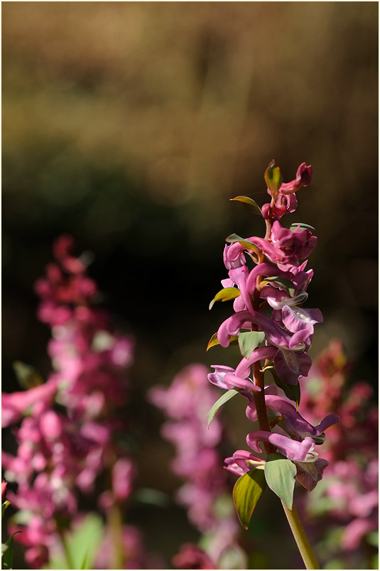 Hohler Lerchensporn (Corydalis cava)