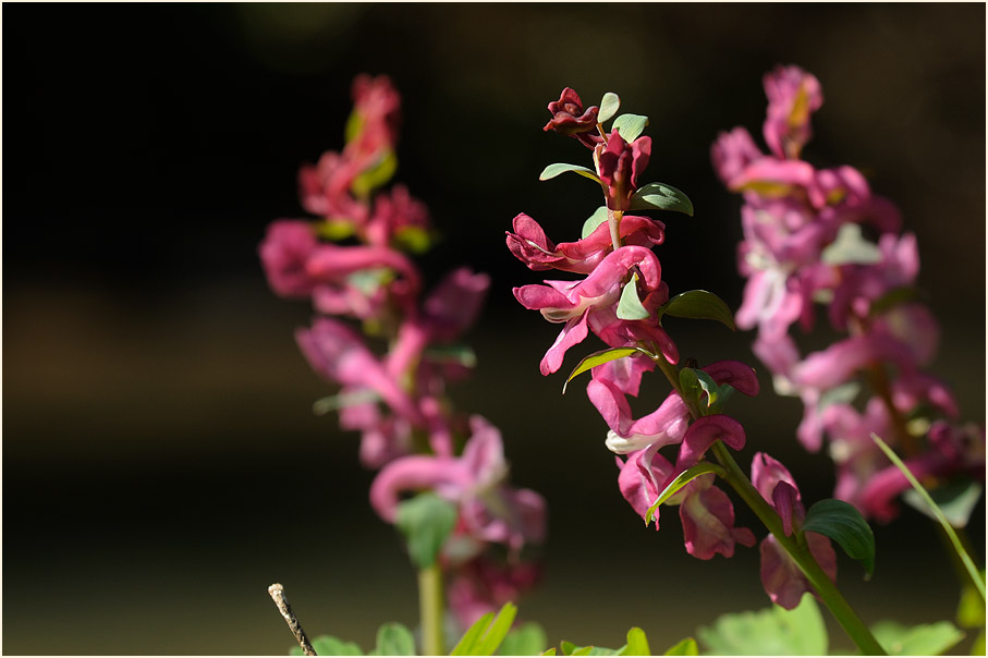 Hohler Lerchensporn (Corydalis cava)