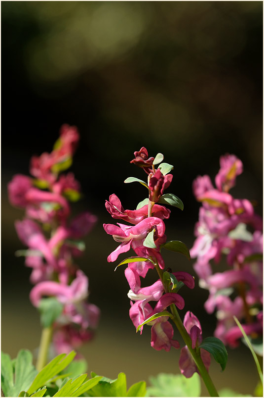 Hohler Lerchensporn (Corydalis cava)