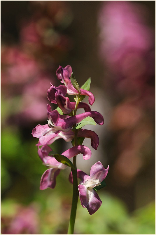 Hohler Lerchensporn (Corydalis cava)