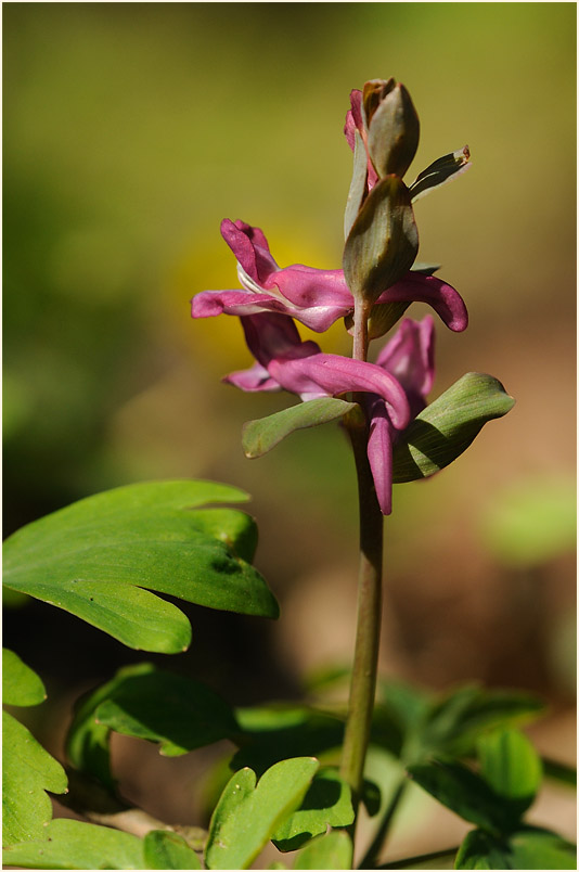 Hohler Lerchensporn (Corydalis cava)