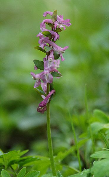 Hohler Lerchensporn (Corydalis cava)