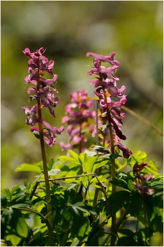 Hohler Lerchensporn (Corydalis cava)