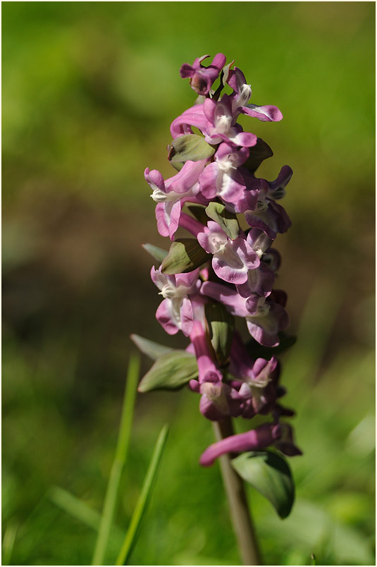 Hohler Lerchensporn (Corydalis cava)