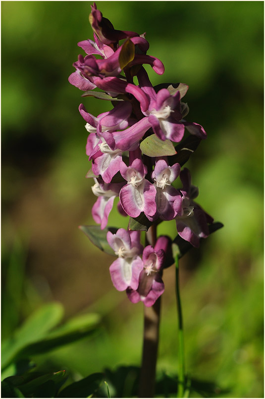 Hohler Lerchensporn (Corydalis cava)