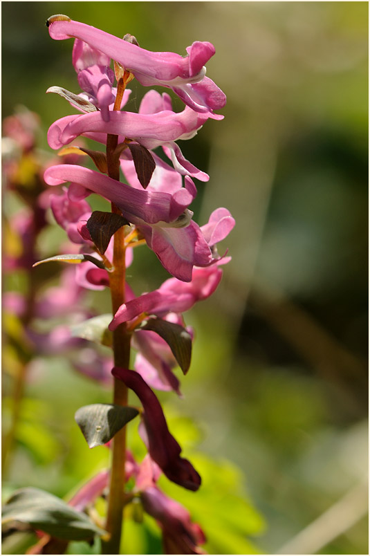 Hohler Lerchensporn (Corydalis cava)