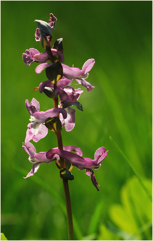 Hohler Lerchensporn (Corydalis cava)