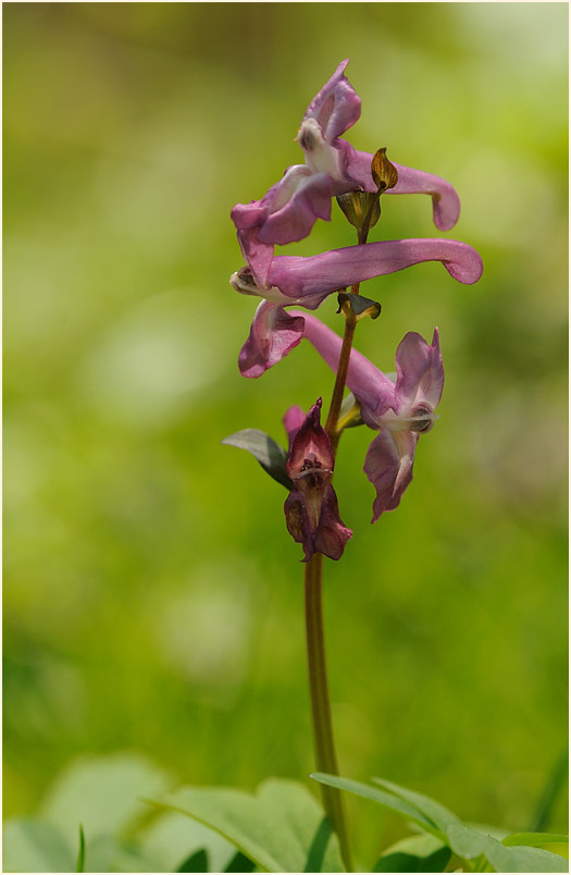 Hohler Lerchensporn (Corydalis cava)