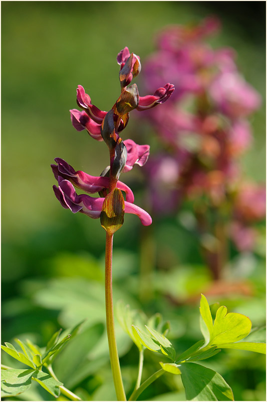 Hohler Lerchensporn (Corydalis cava)