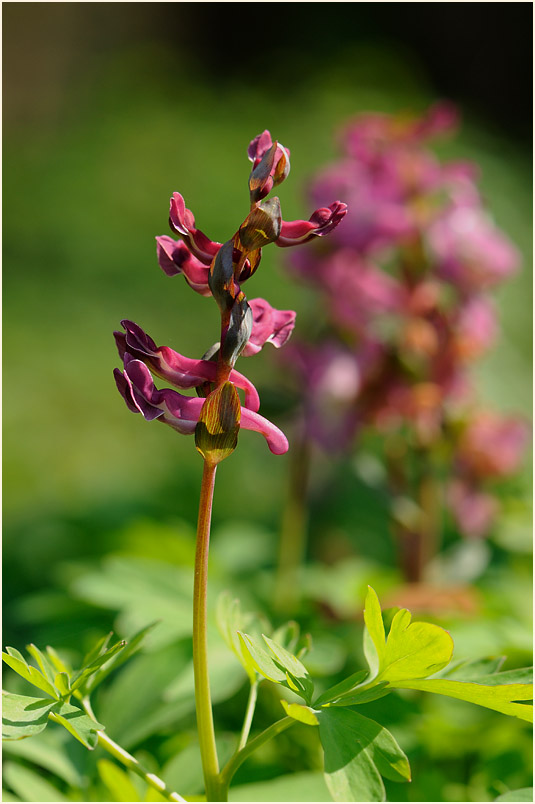 Hohler Lerchensporn (Corydalis cava)