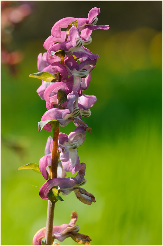 Hohler Lerchensporn (Corydalis cava)