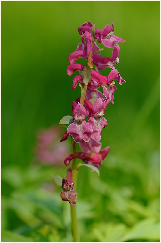 Hohler Lerchensporn (Corydalis cava)