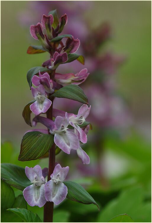 Hohler Lerchensporn (Corydalis cava)