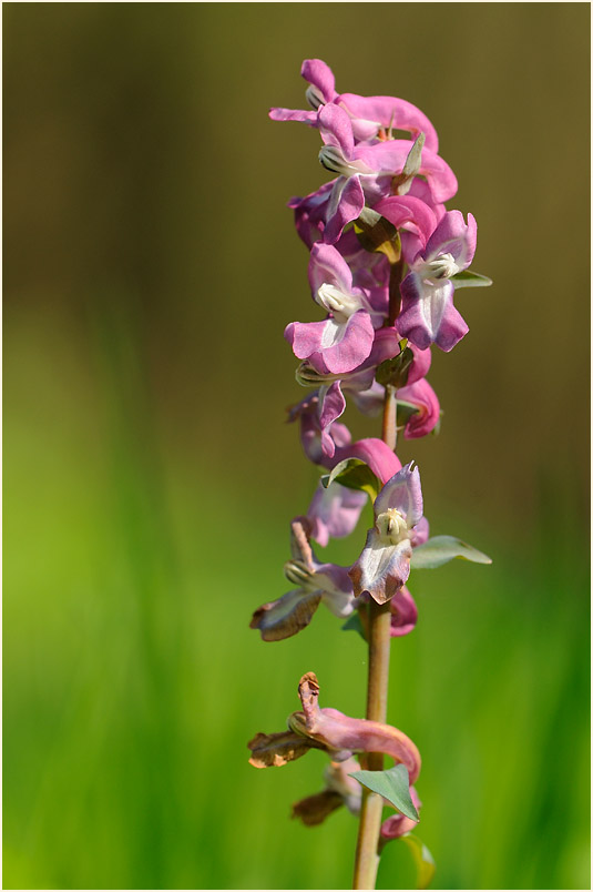 Hohler Lerchensporn (Corydalis cava)