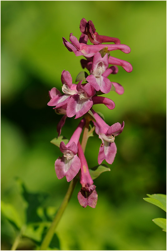 Hohler Lerchensporn (Corydalis cava)