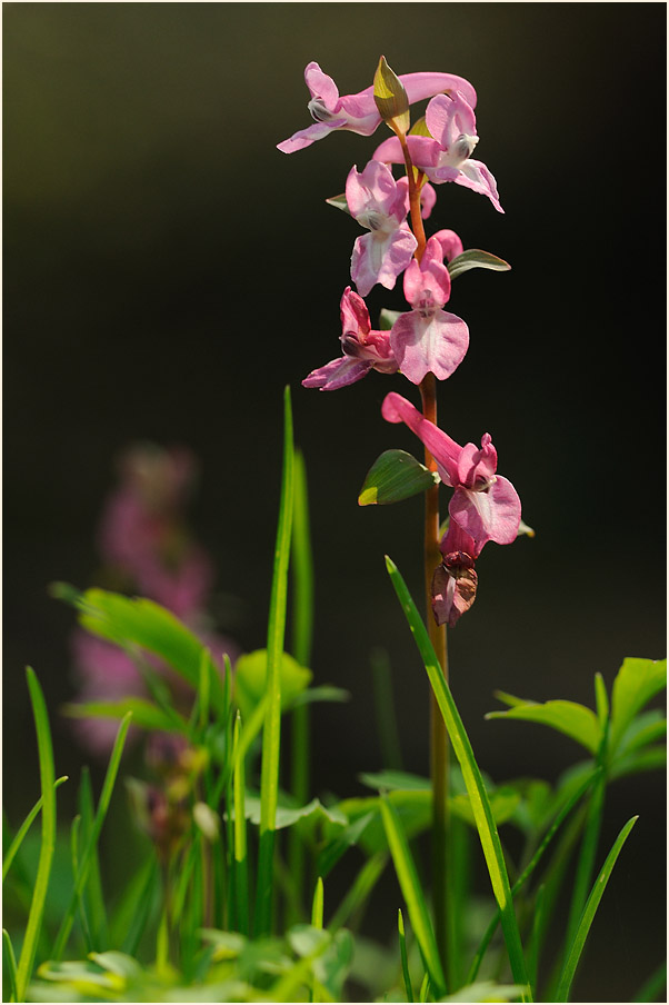 Hohler Lerchensporn (Corydalis cava)