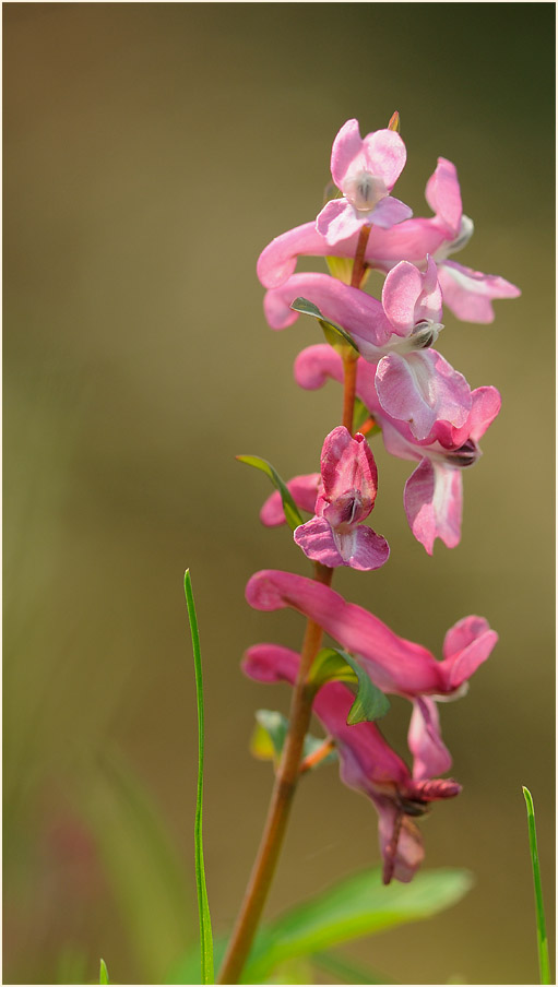 Hohler Lerchensporn (Corydalis cava)