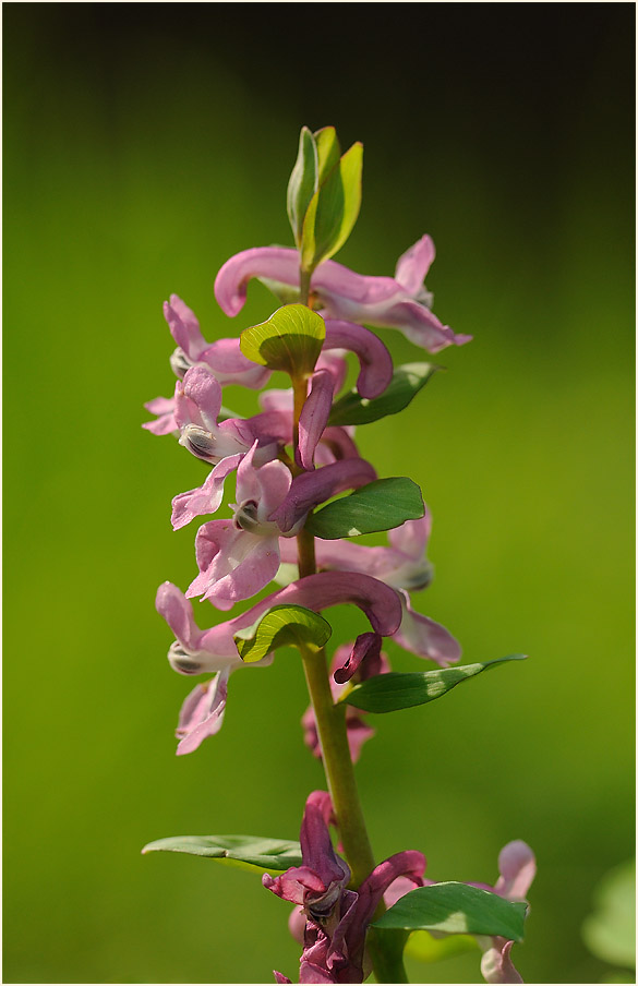 Hohler Lerchensporn (Corydalis cava)