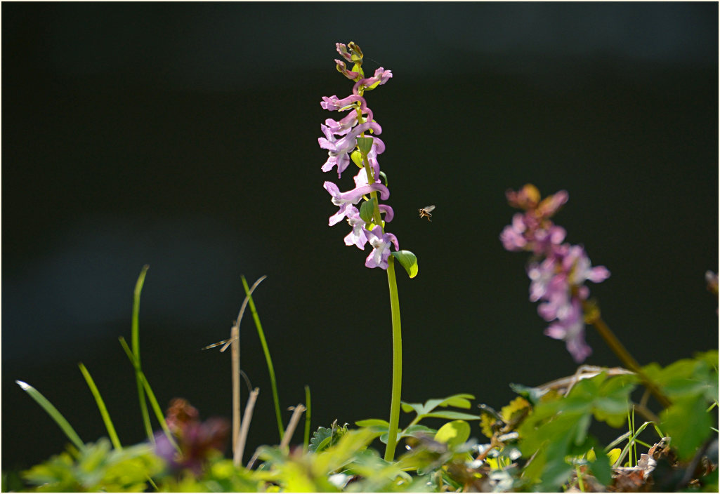 Hohler Lerchensporn (Corydalis cava)