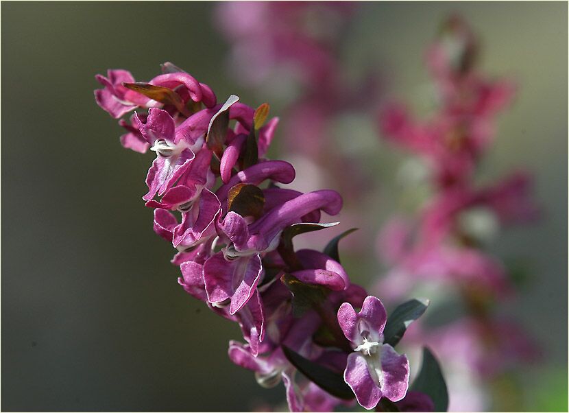 Hohler Lerchensporn (Corydalis cava)