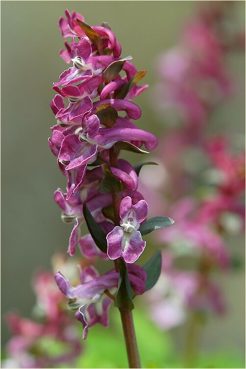 Hohler Lerchensporn (Corydalis cava)