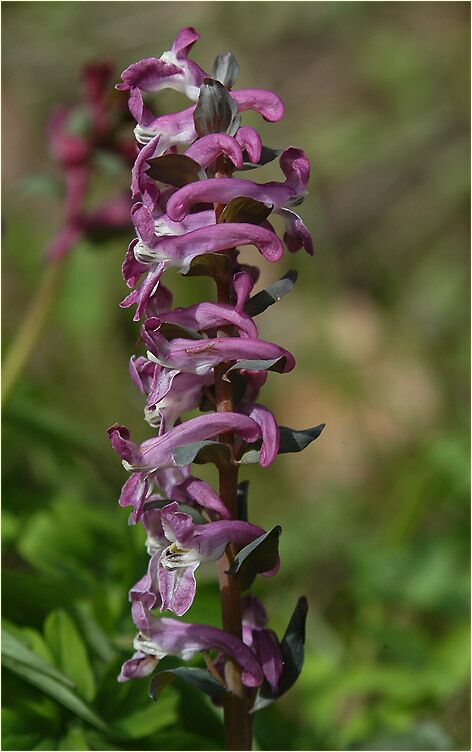 Hohler Lerchensporn (Corydalis cava)