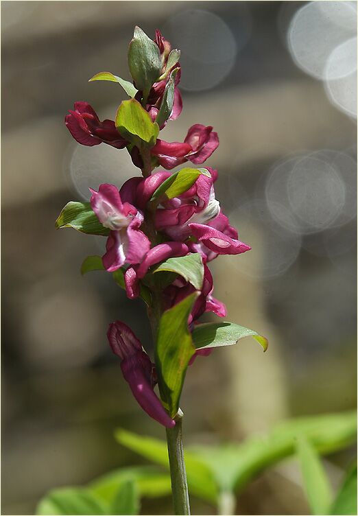 Hohler Lerchensporn (Corydalis cava)