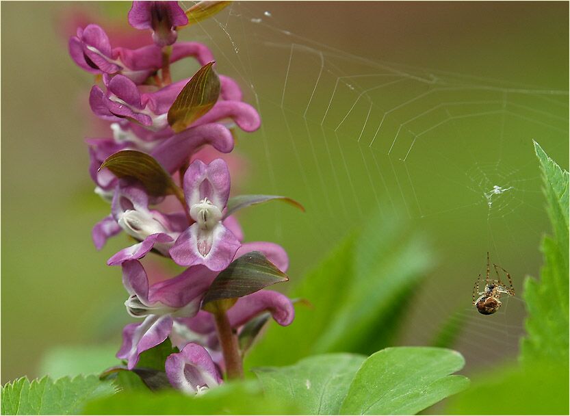 Hohler Lerchensporn (Corydalis cava)