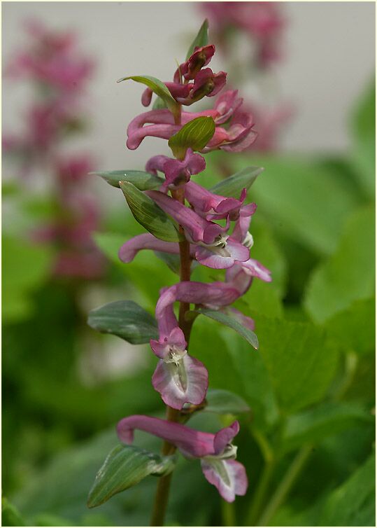 Hohler Lerchensporn (Corydalis cava)