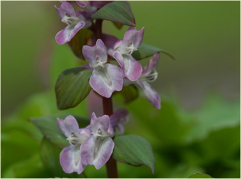 Hohler Lerchensporn (Corydalis cava)