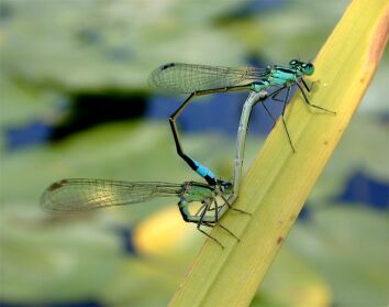 vergr&ouml;&szlig;ern