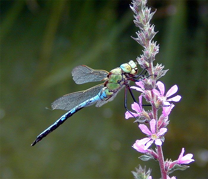 Libellen, K&ouml;nigslibelle