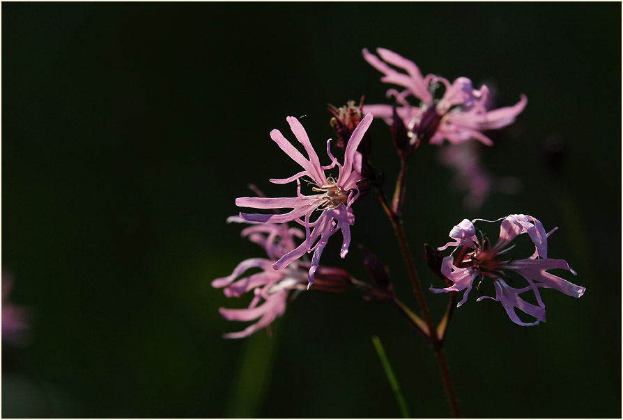 Kuckuck-Lichtnelke (Lychnis flos-cuculi)