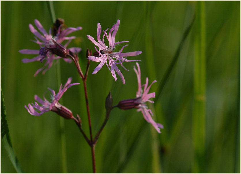 Kuckuck-Lichtnelke (Lychnis flos-cuculi)