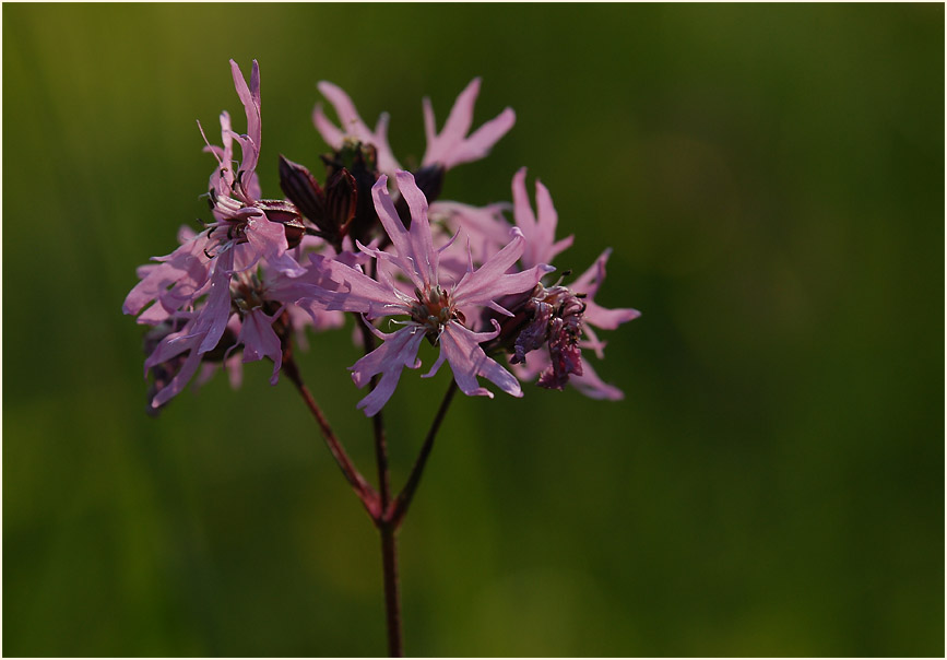 Kuckuck-Lichtnelke (Lychnis flos-cuculi)