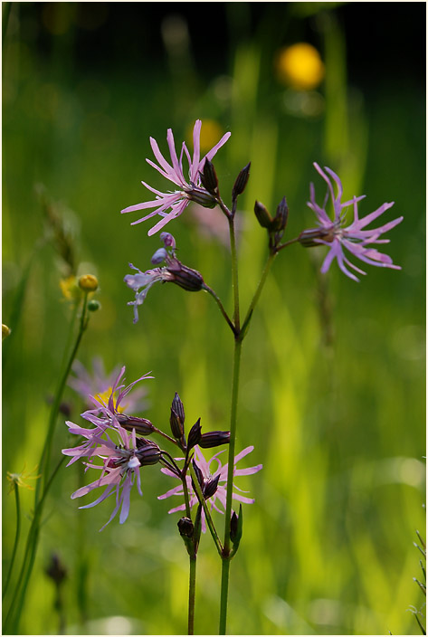 Kuckuck-Lichtnelke (Lychnis flos-cuculi)