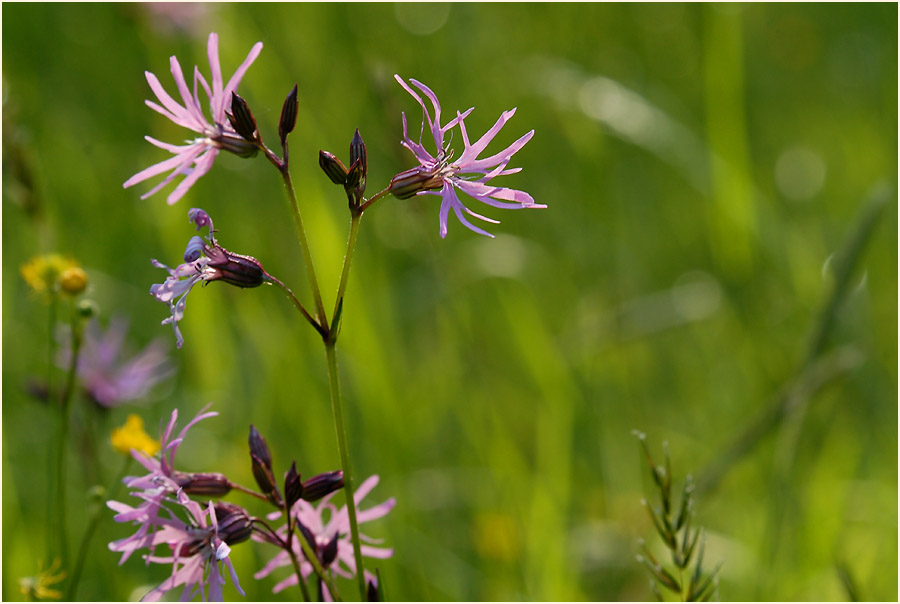 Kuckuck-Lichtnelke (Lychnis flos-cuculi)