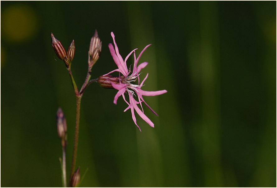 Kuckuck-Lichtnelke (Lychnis flos-cuculi)